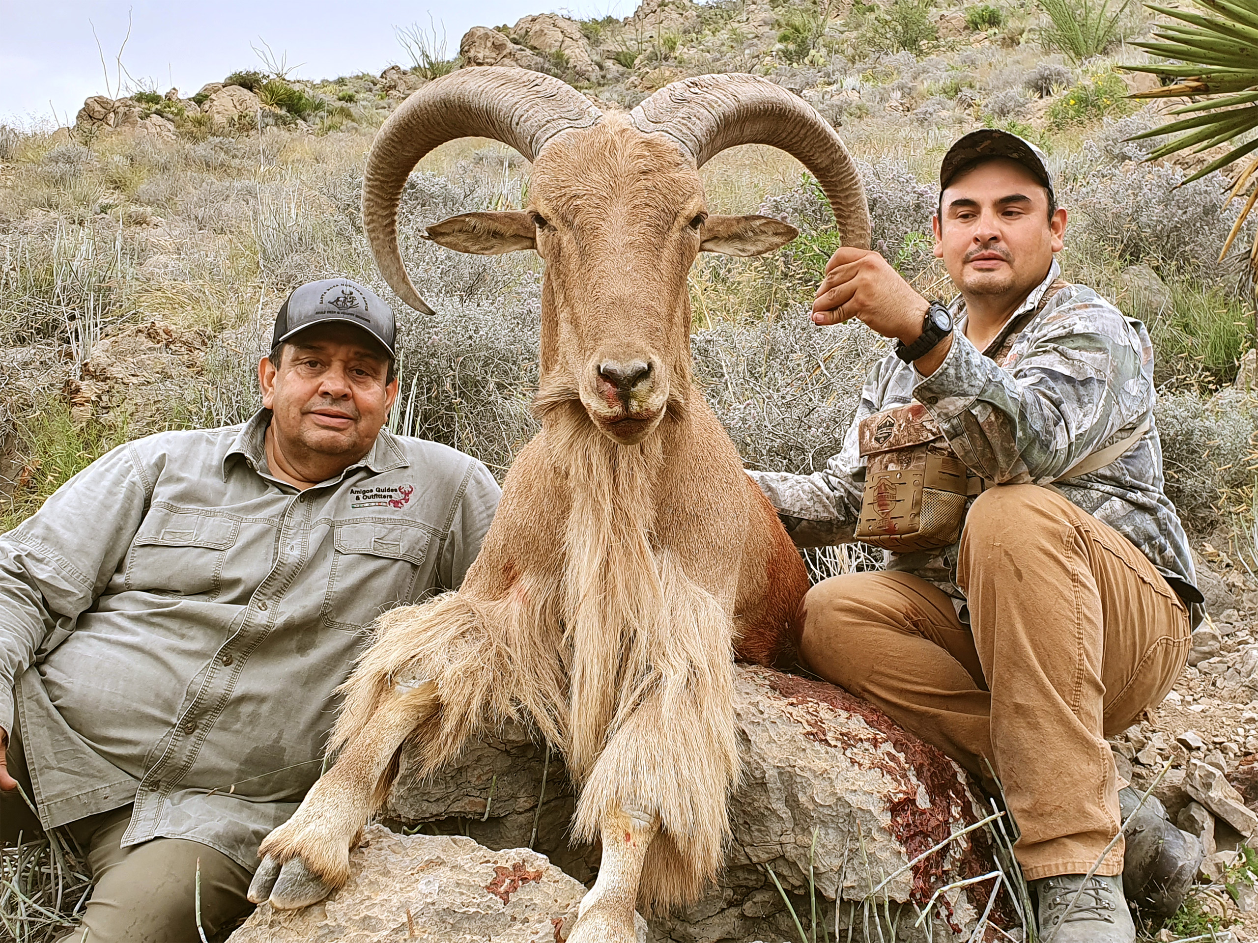 Berber-Sheep-Amigos_Outfitters-20221007_093723