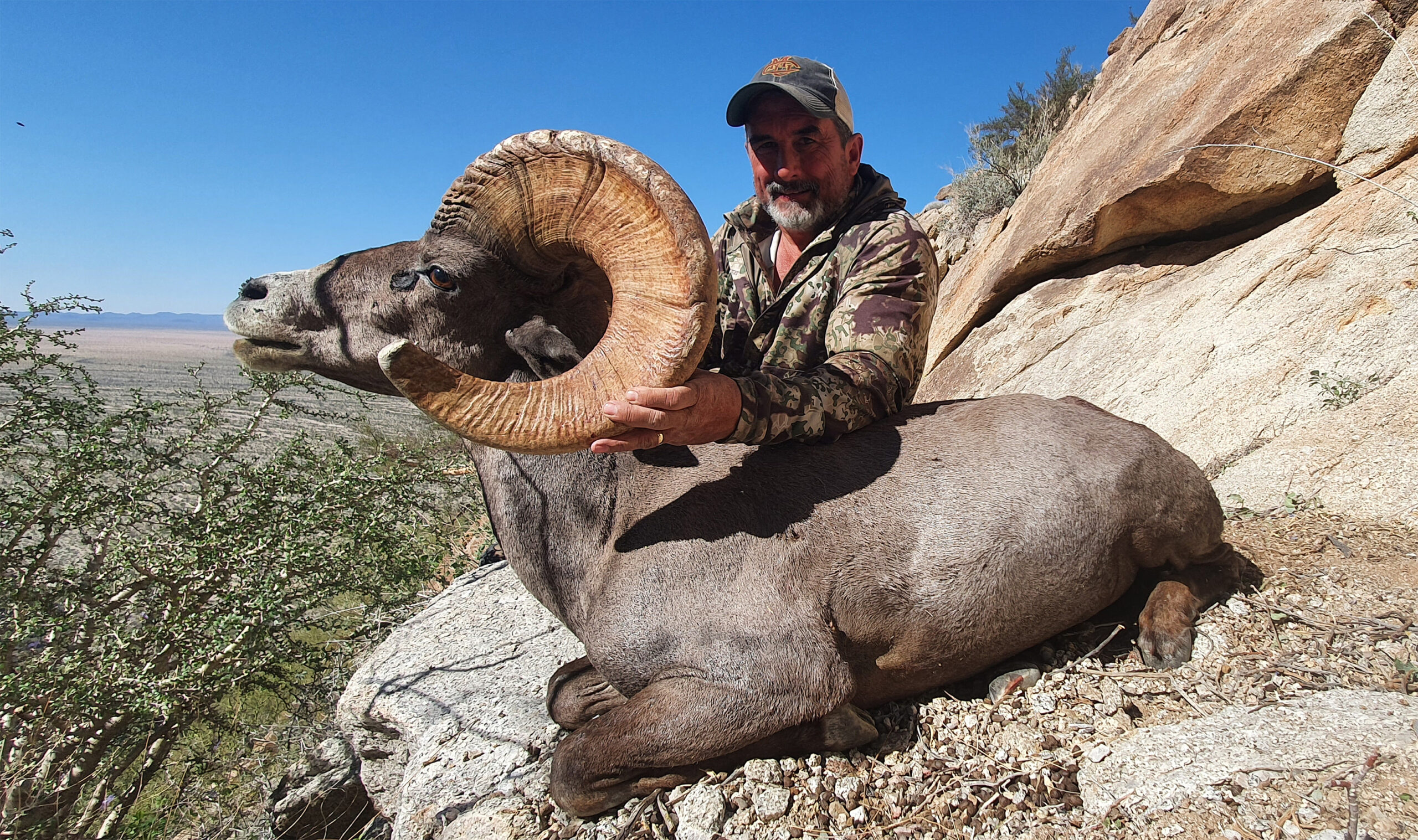 Bighorn-Sheep-Amigos-Outfitters-20220210_140623