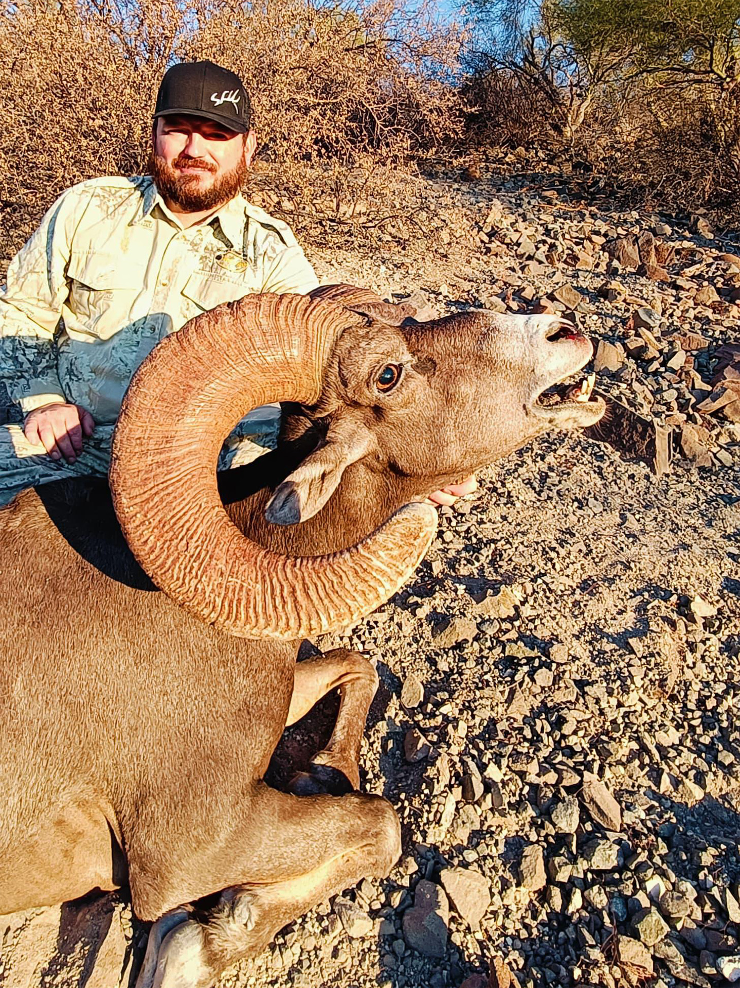 Bighorn-Sheep-Amigos-Outfitters-2025-07-21 at 1101