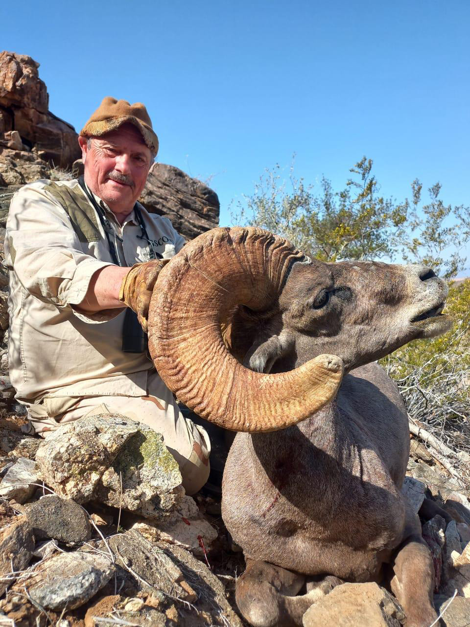 Bighorn-Sheep-Amigos-Outfitters-2025-07-21 at 1115