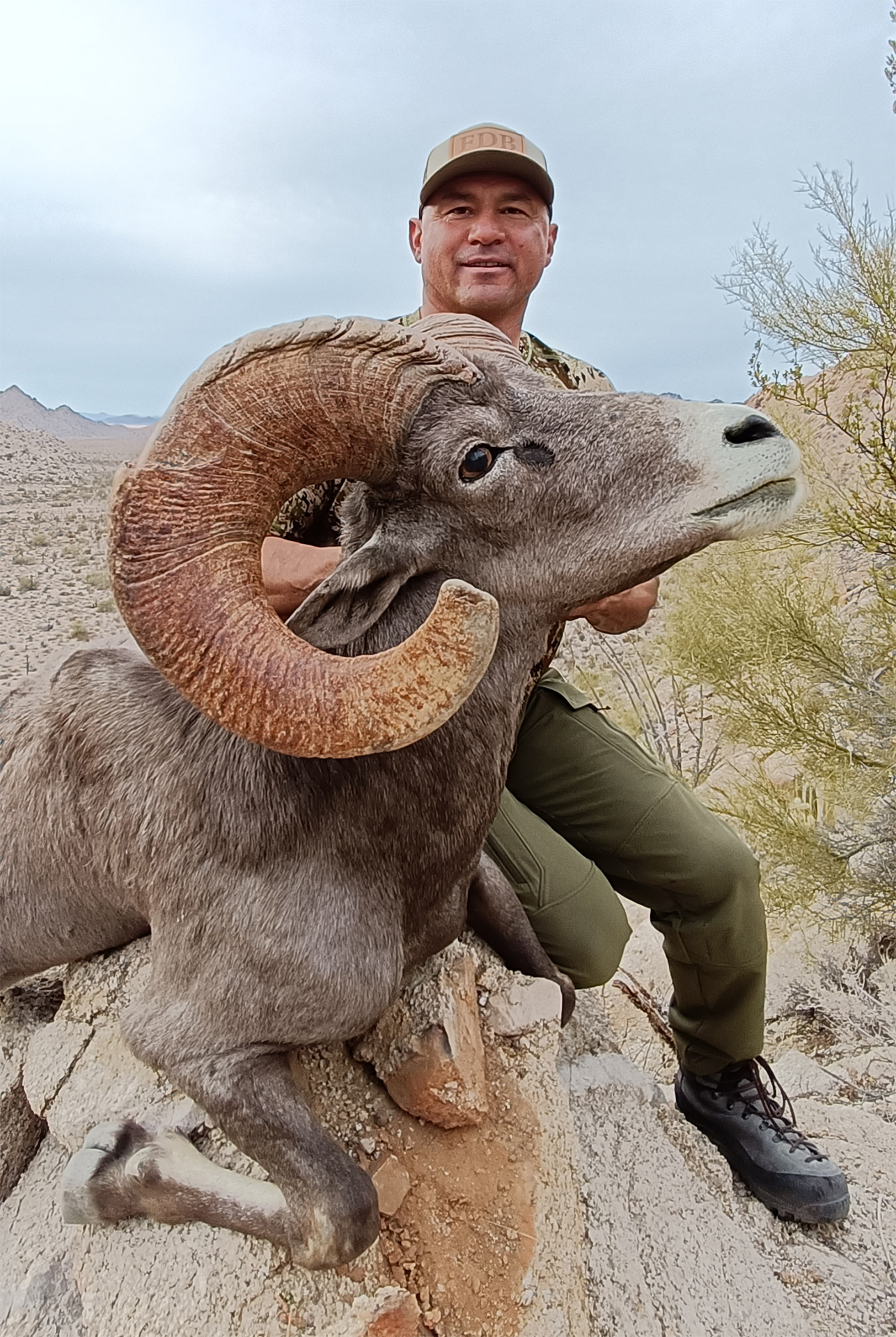 Bighorn-Sheep-Amigos-Outfitters-IMG20250209171050