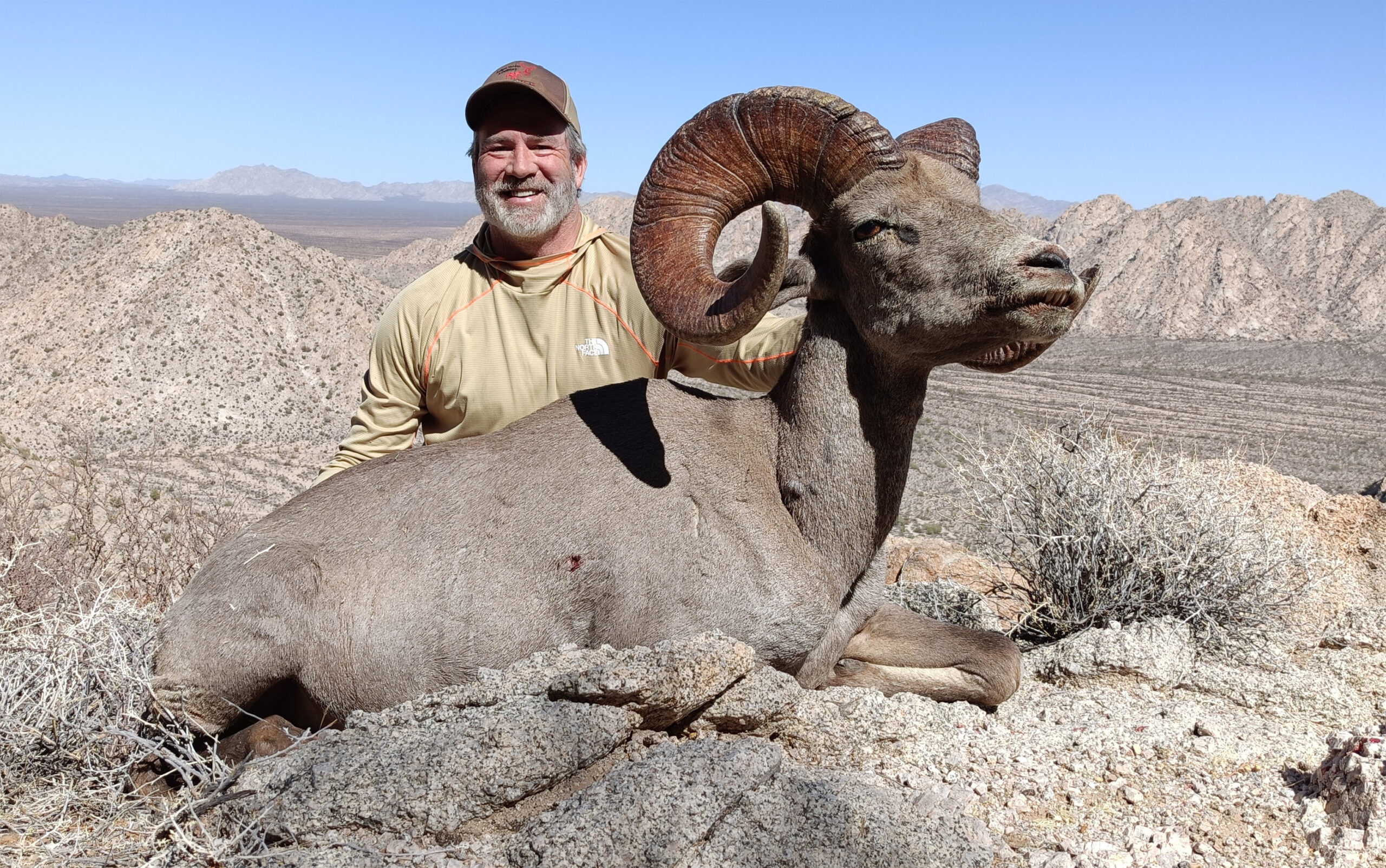 Bighorn-Sheep-Amigos-Outfitters-IMG20250222132523