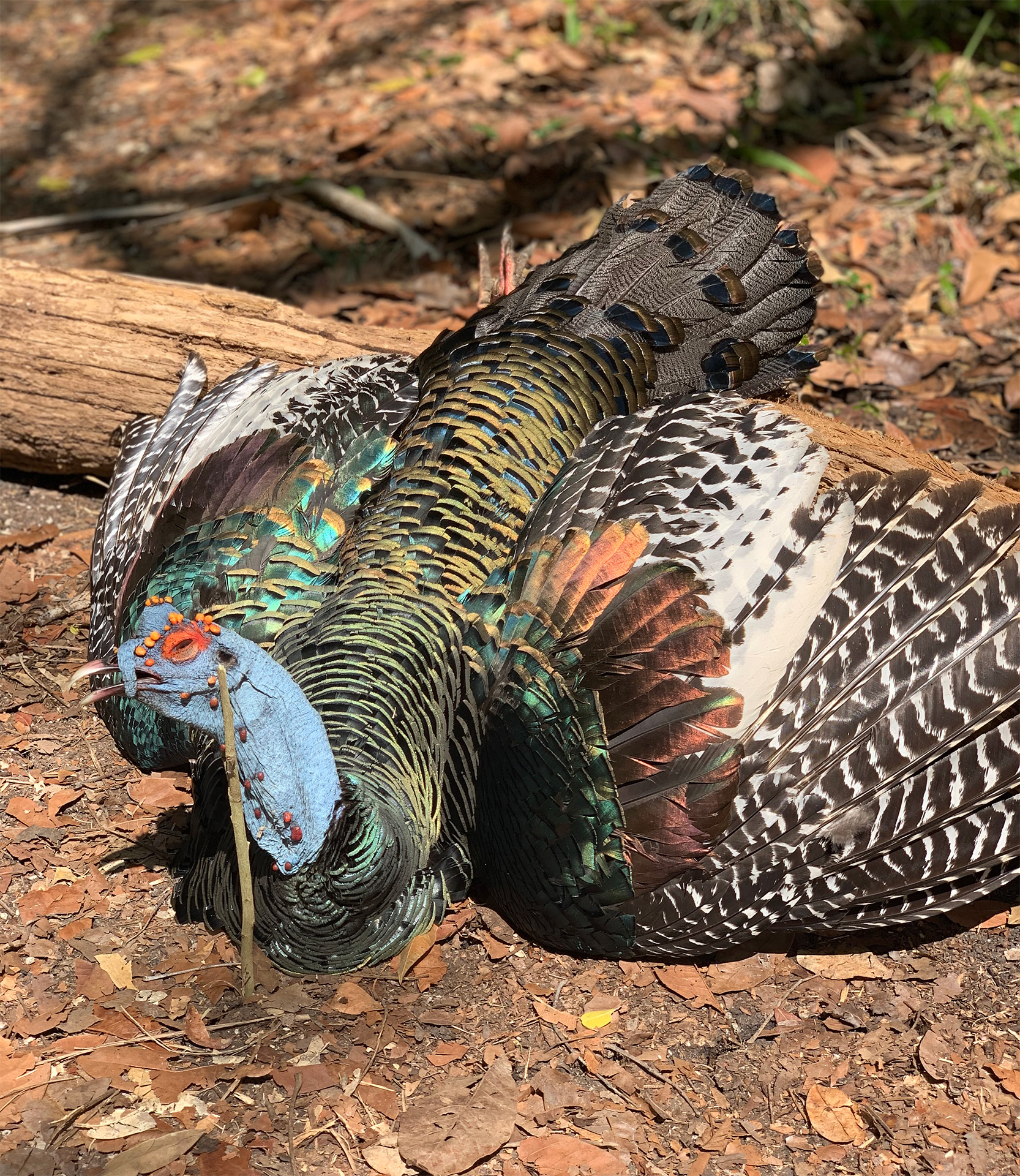 Ocellata-Amigos_Outfitters-IMG_3905